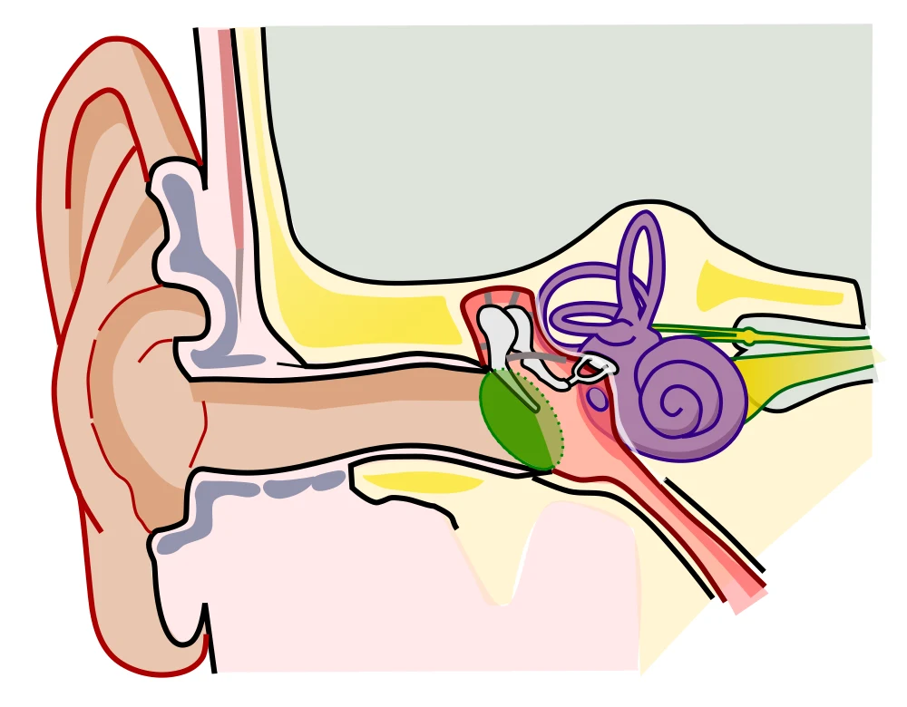 Simplified illustration of the outer, middle and inner ear